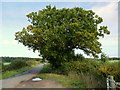 Oak by Chevington Lane