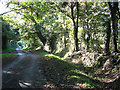 Oak trees beside track