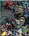 Casgliad o ffyngau / An assemblage of fungi