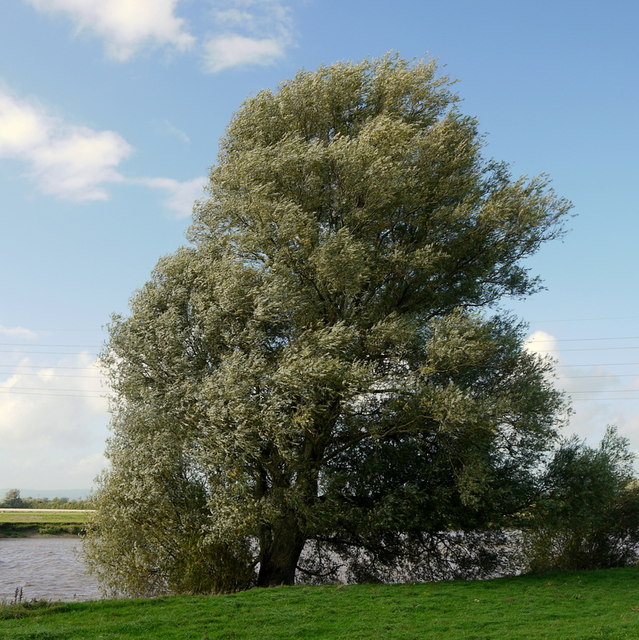 Willow by the Severn