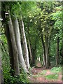 Path to Torbay Hospital