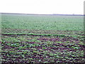 Crop field south of the A92