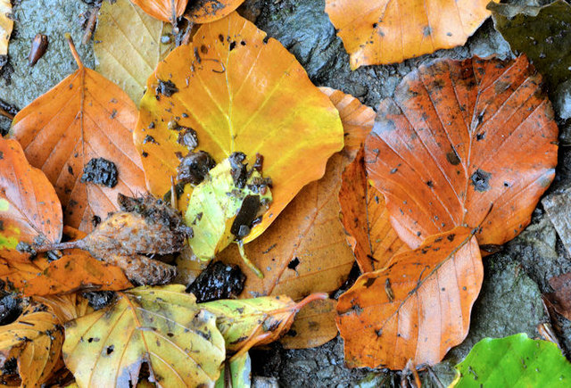 Autumn leaves, Glenlyon, Holywood (2)