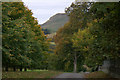 Trees along the road at Thriepley, near Auchterhouse