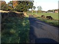 Minor road near Dykehead Farm