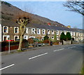 Bus stop and a pollarded tree in the NE of Cwmavon