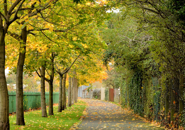 Autumn trees, Connswater, Belfast (1)