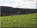 Grazing sheep, Paddock