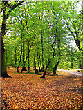 TQ2789 : Autumn carpet, Cherry Tree Wood by Jim Osley