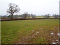 Damp field near Aylesbeare