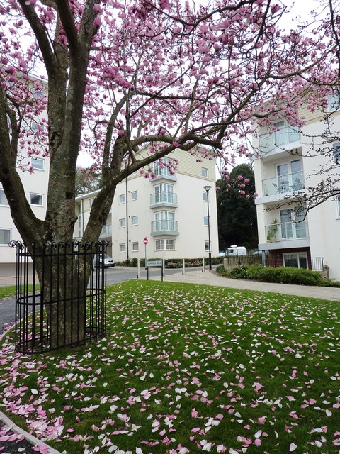 Magnolia Tree, Magnolia Square, Torre