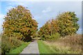 SE6239 : Autumnal trees by DS Pugh