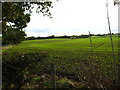 Large field of recently sprouted winter wheat