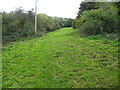 Narrow sloping grazing field