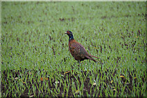 NO2750 : Pheasant (Phasianus colchicus), Shanzie, near Alyth by Mike Pennington
