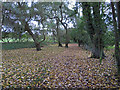 Path to Little Waltham Meadows Nature Reserve