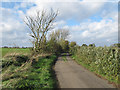 Hedgerow on Bramble Lane, Little Dunmow