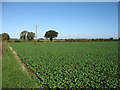 Farmland near Carbrooke