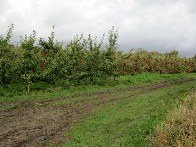 Orchard near Guilton Farm