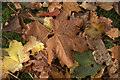 Fallen sycamore leaves beside Rattray Primary School