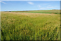 Barley field near Perth