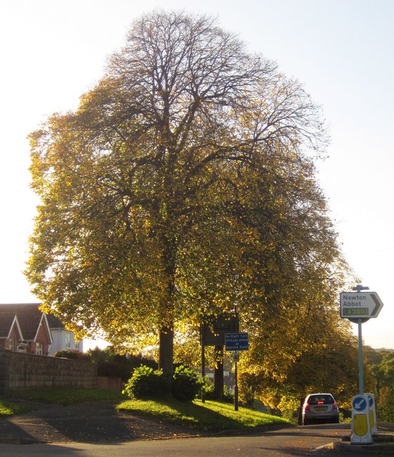 Tree, Old Woods Hill, Torquay