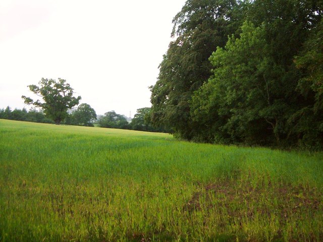 Field near Feniton
