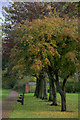 Trees and benches, Davie Park, Rattray