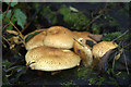 Fungus on tree stump, Davie Park, Rattray