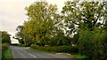 Ash trees at Portway House