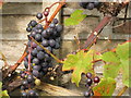 SK0480 : Grapes in Chapel! by Dave Pickersgill