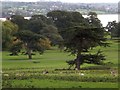SX9683 : Stags among the deer in Powderham Park by David Smith
