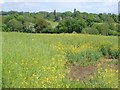 Field by Hamptons Road