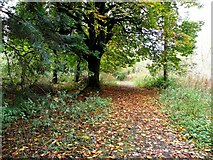 H4963 : Leafy path, Seskinore by Kenneth  Allen