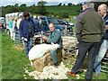 Sheep shearing at Llanfair Show