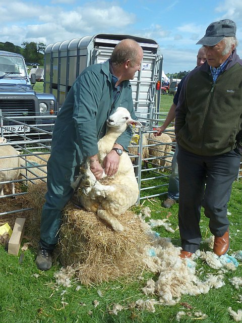 Sheep shearing at Llanfair Show