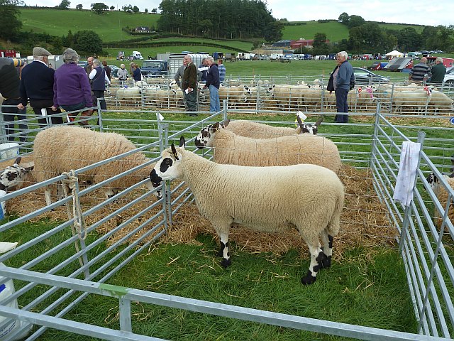 Sheep Pens At Llanfair Show Penny Mayes Cc By Sa 2 0 Geograph   3724228 10f23ded 