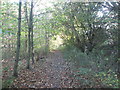 Footpath towards Stub Wood