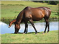 Mare and foal by the River Misbourne