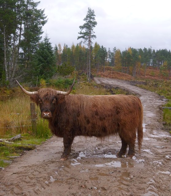 Highland cow, in Glen Garry forest