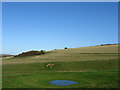 Dew Pond, New Barn Bottom