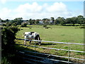 Cow and gate near Llantwit Major