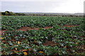 A field of cabbages