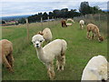 Alpaca invasion on Beacon Banks