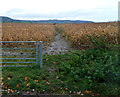 Track through the crops, Charfield