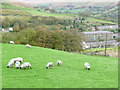 Young sheep in school uniform