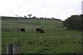 Lincoln Reds grazing by Manor Farm