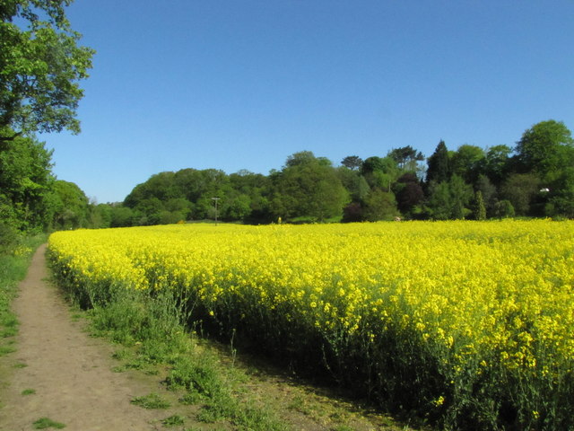 Rapeseed Field near Wylam, Tyne Valley, Northumberland