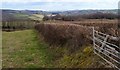 Field boundary near Staddicombe