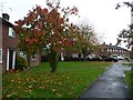 A splash of autumn colour in Golden Dell